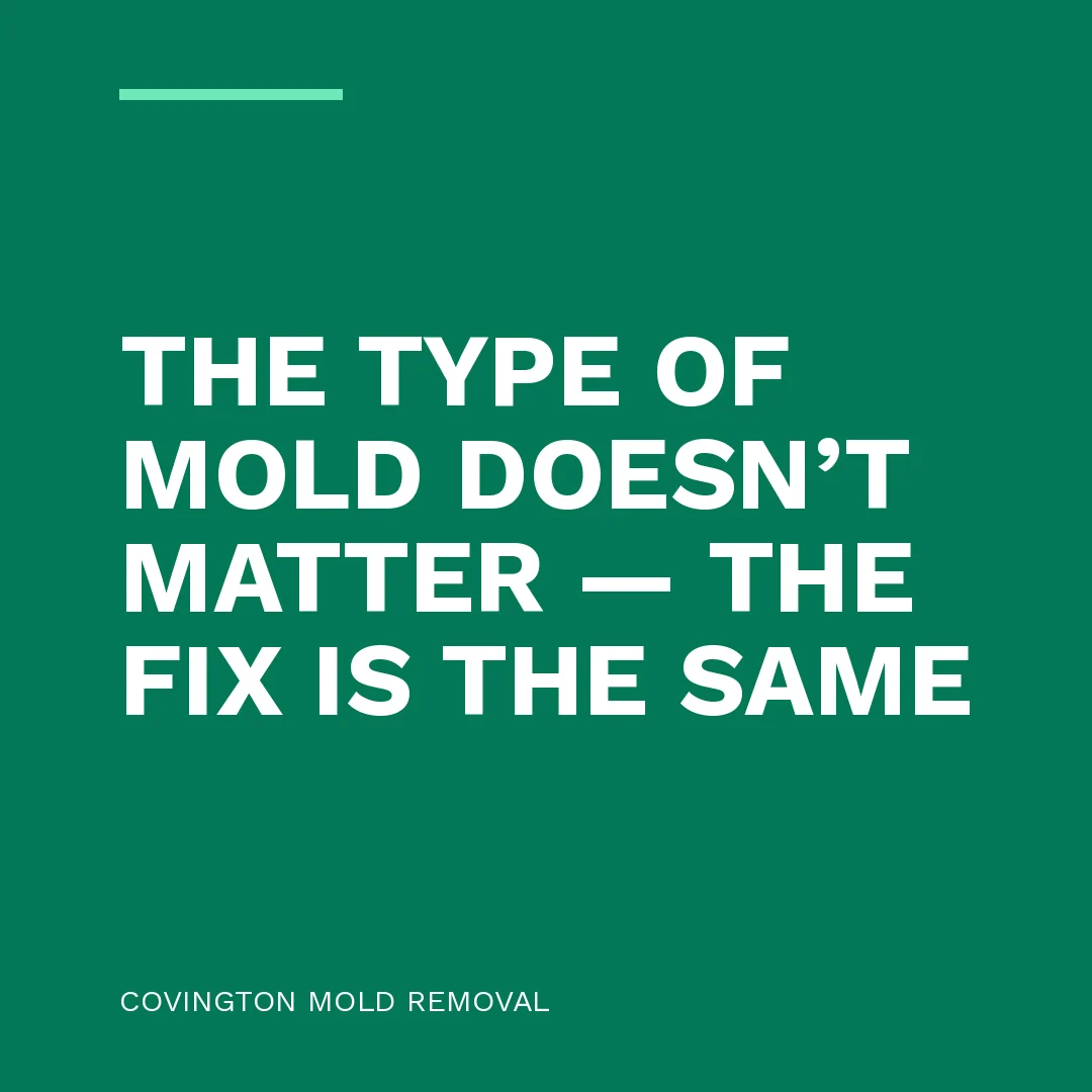 The type of mold doesn’t matter — the fix is the same