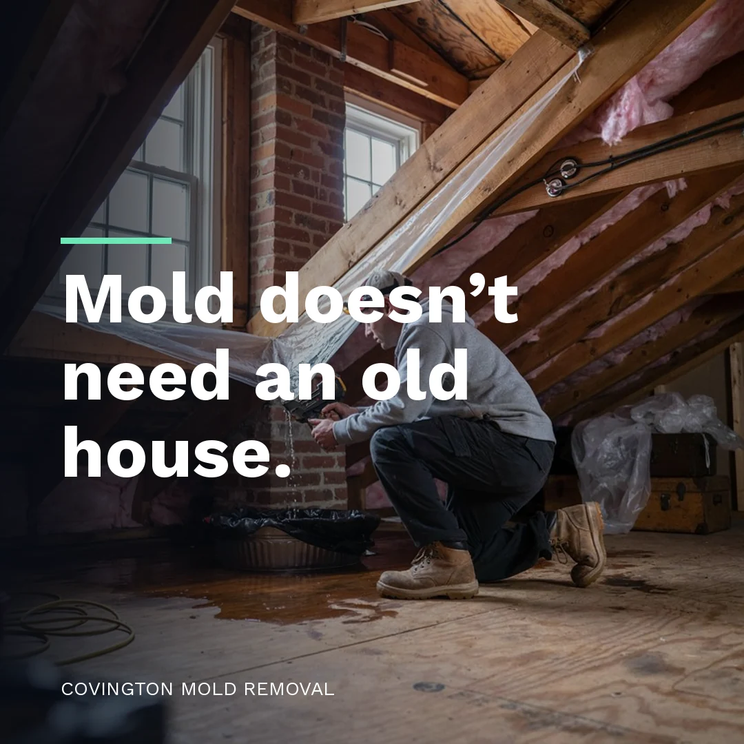 Mold doesn’t need an old house.