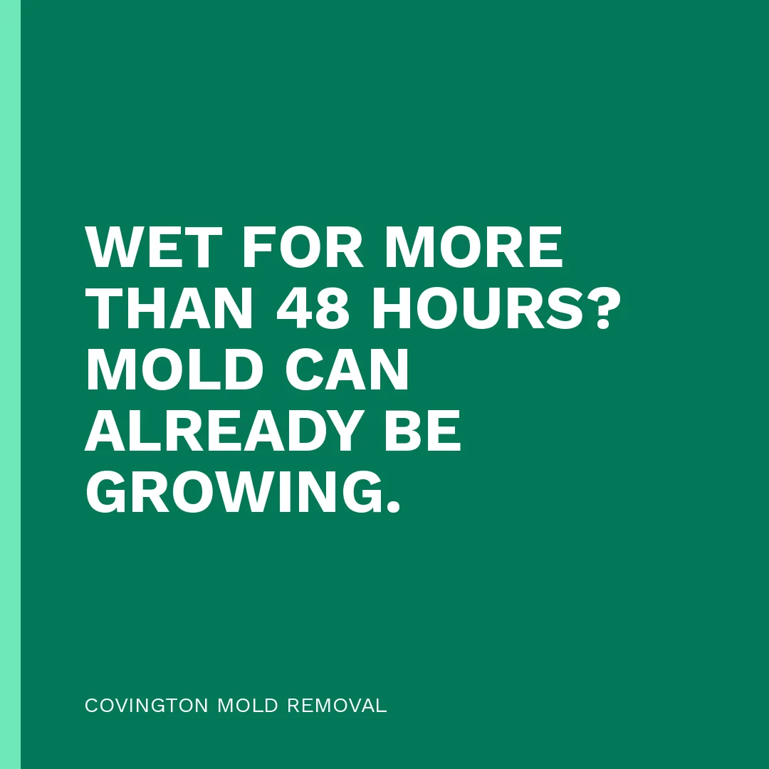 Wet for more than 48 hours? Mold can already be growing.